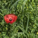 Araba Phoenix Lantställe