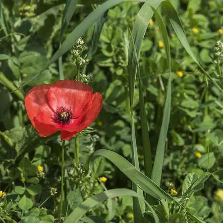 Araba Phoenix Séjour à la campagne